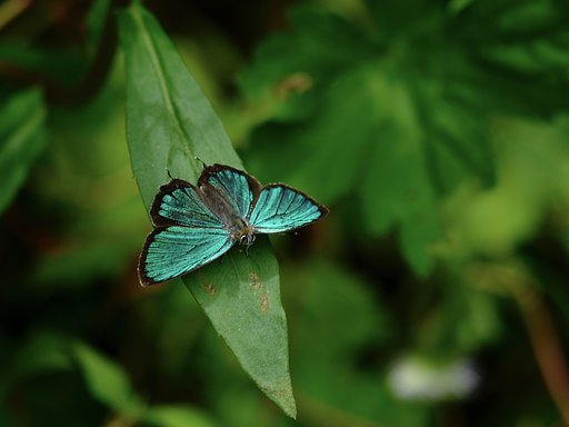 OLYMPUS  ED  50-200mm  f.2.8-3.5