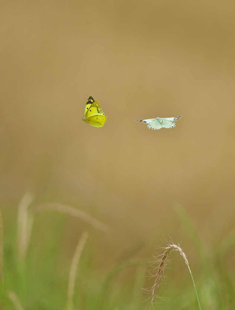 ペア