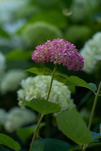 紫陽花２