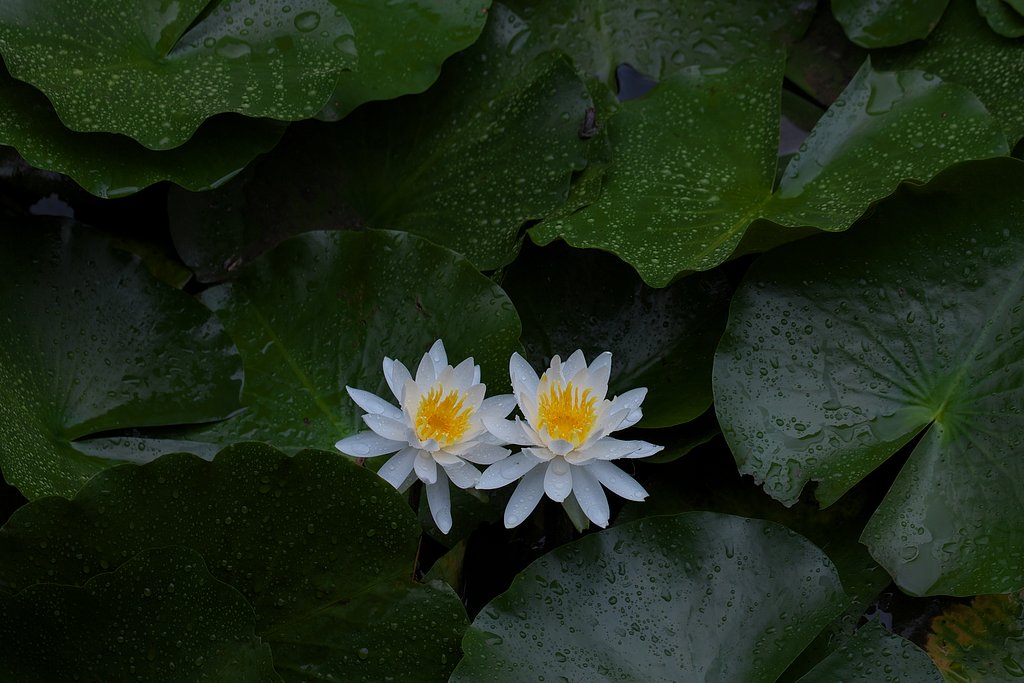 睡蓮
