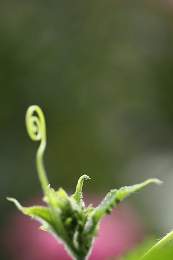 Tamron 90mm f2.8 macro 172E