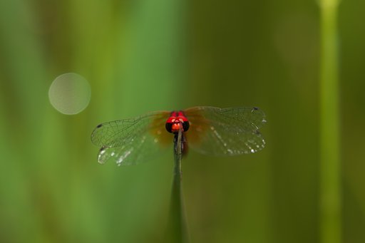 ハッチョウトンボ♂の顔