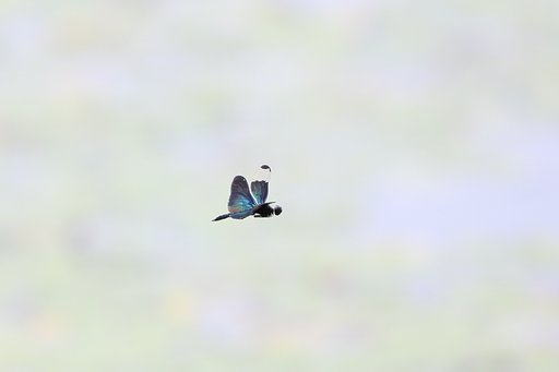 もひとつチョウトンボ