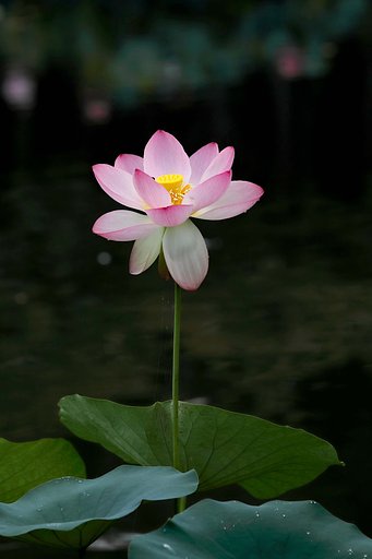 花ハス公園にて