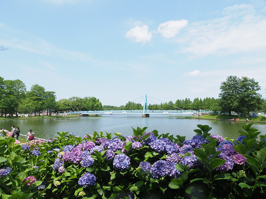 水辺の紫陽花