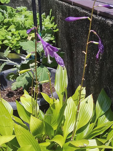 【自粛】ギボウシの花。