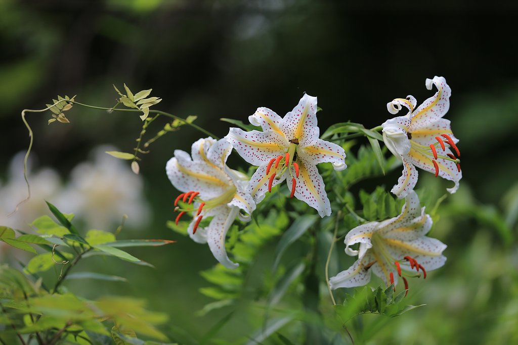 芳香に誘われて
