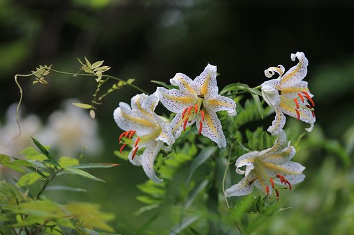 芳香に誘われて