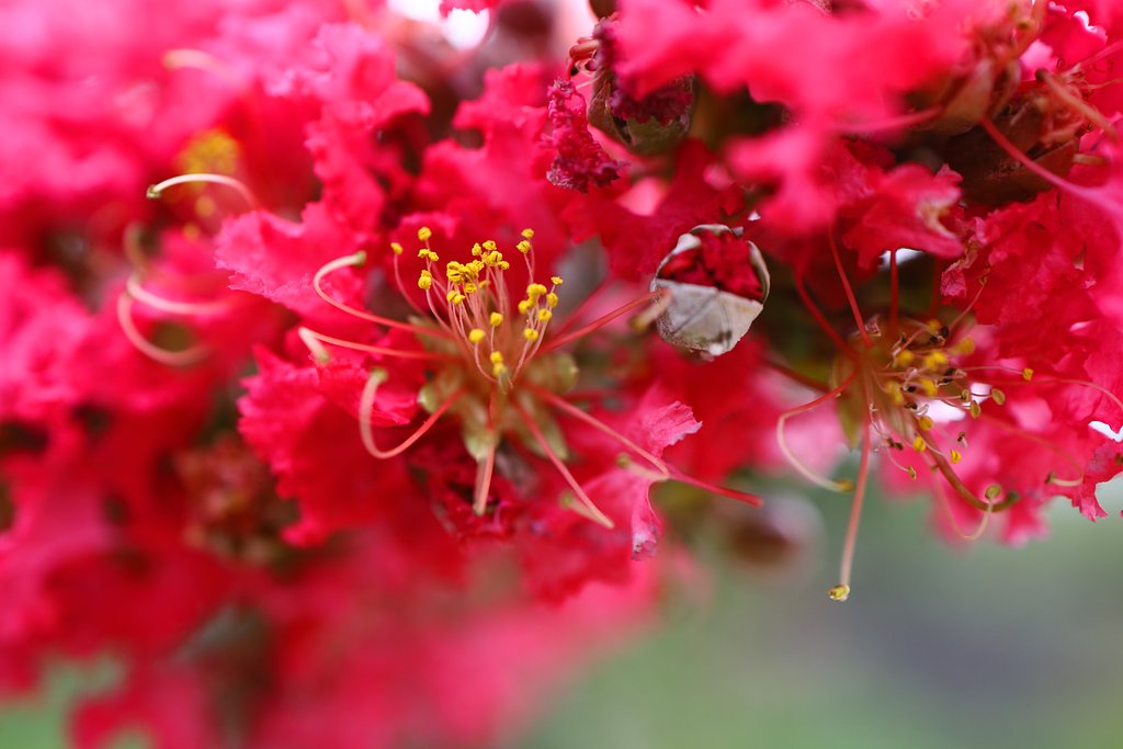 百日紅