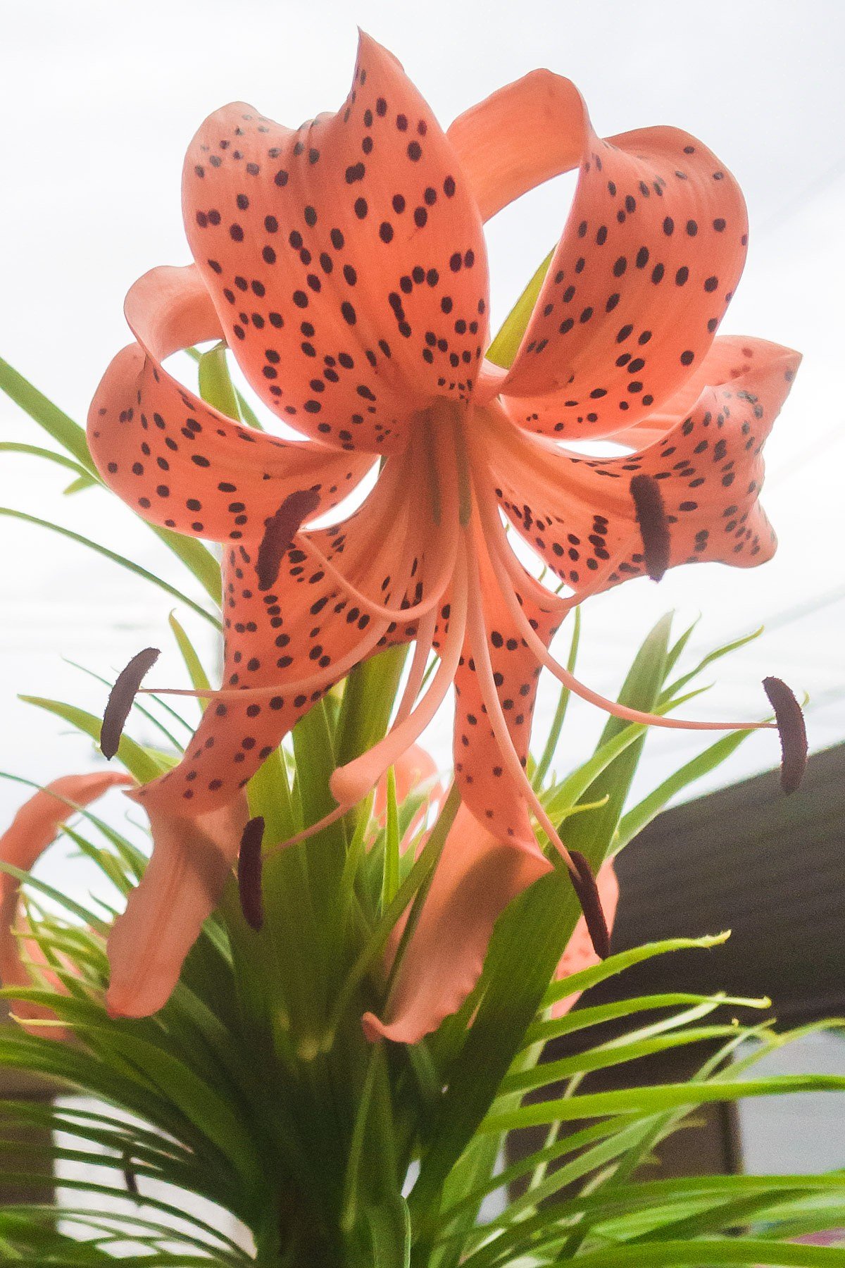 GWに植えた百合根