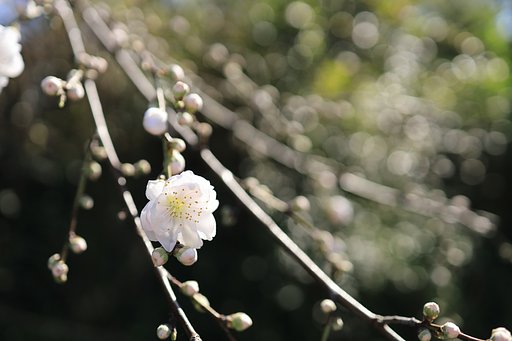 枝垂れ梅