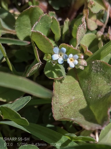 【好きなもの　花景】ちっちゃな野草