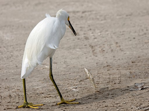 Little Egret 2