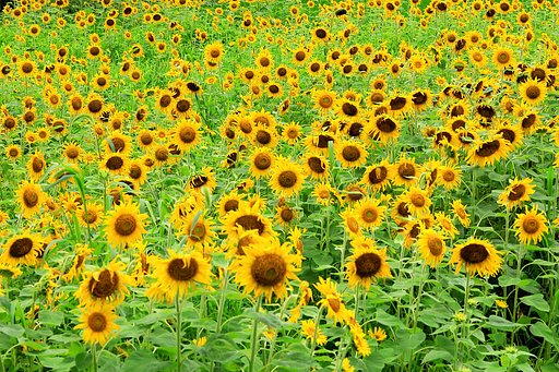不揃いな花
