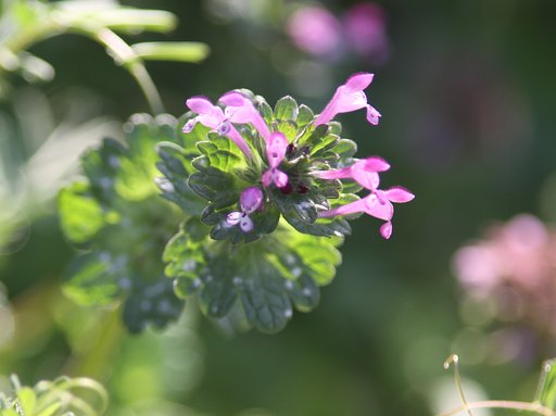 野草ホトケノザ