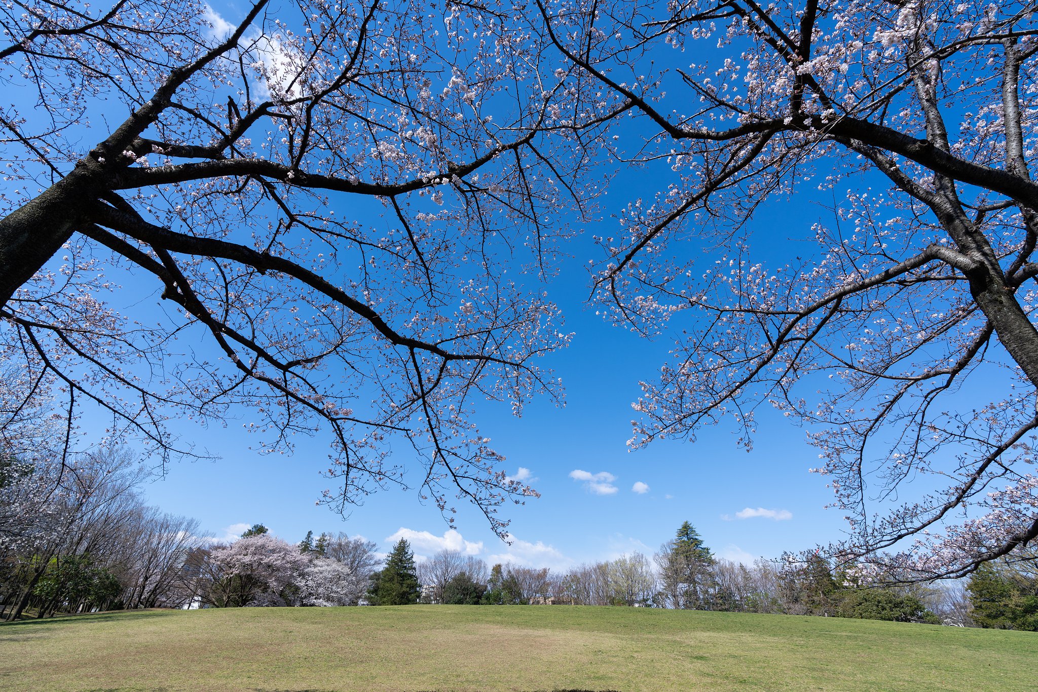 青空に桜