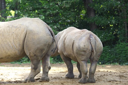 お尻フリフリ　お尻フリフリ♬