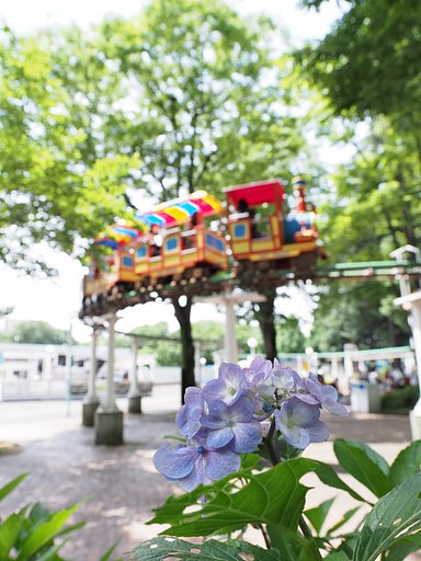 「としまえん」最後のあじさい