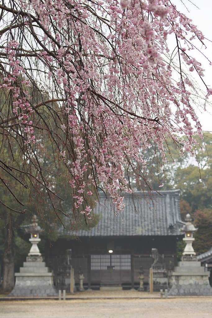 寂しい神社