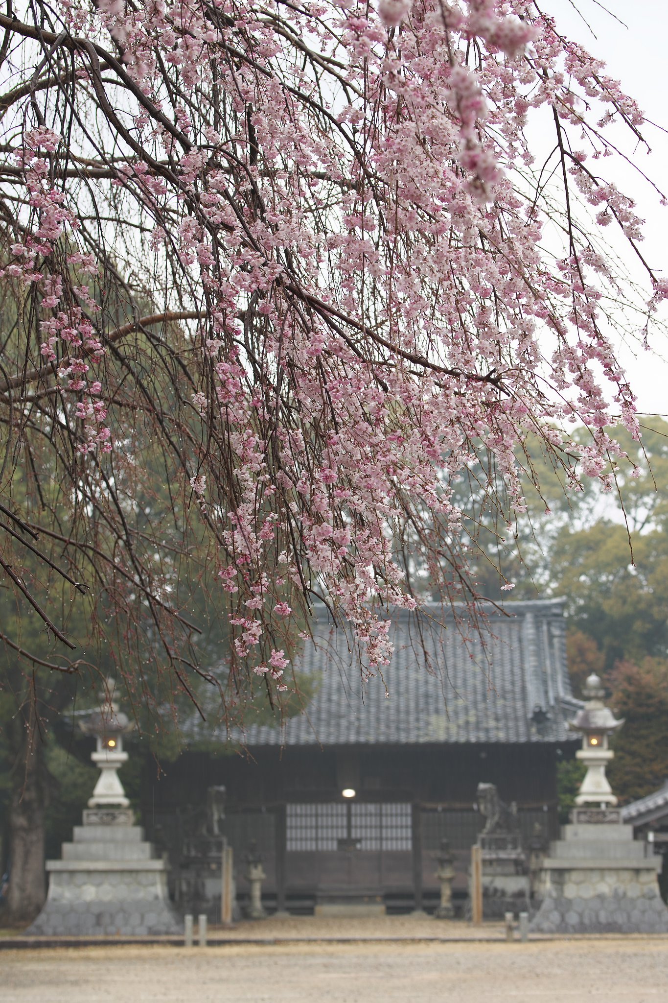 寂しい神社