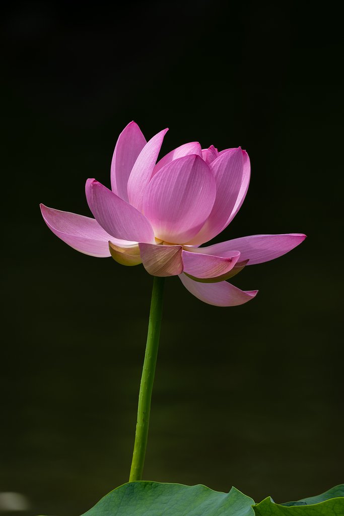 大賀蓮