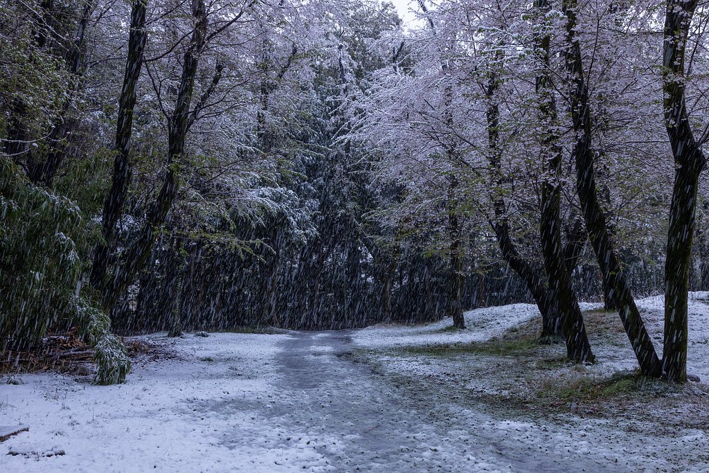 山桜の花をさらに白く縁取って