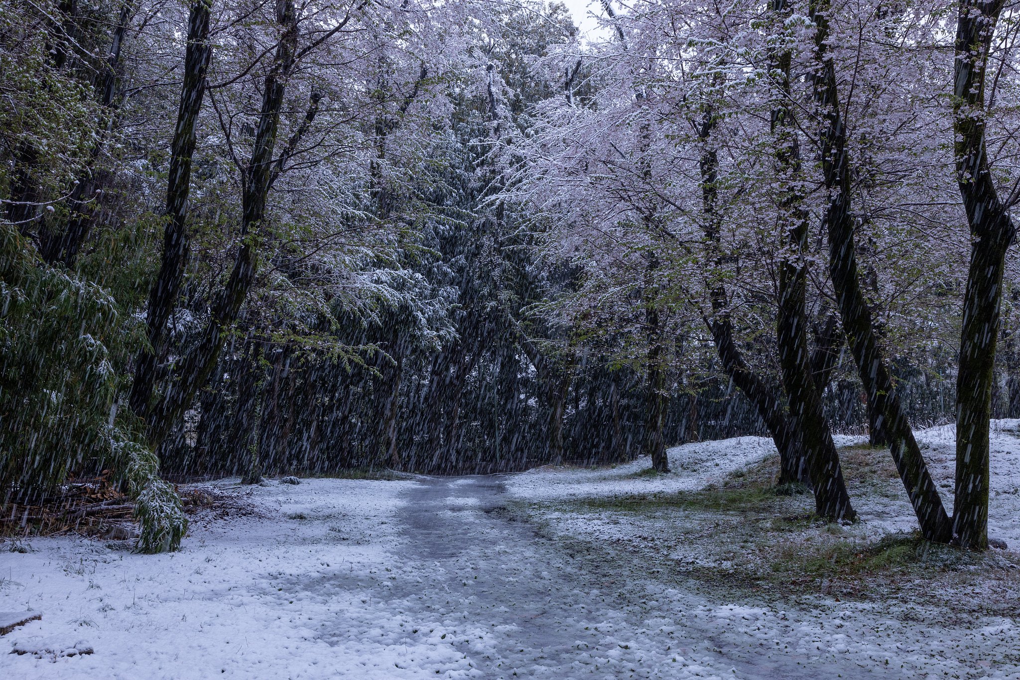 山桜の花をさらに白く縁取って
