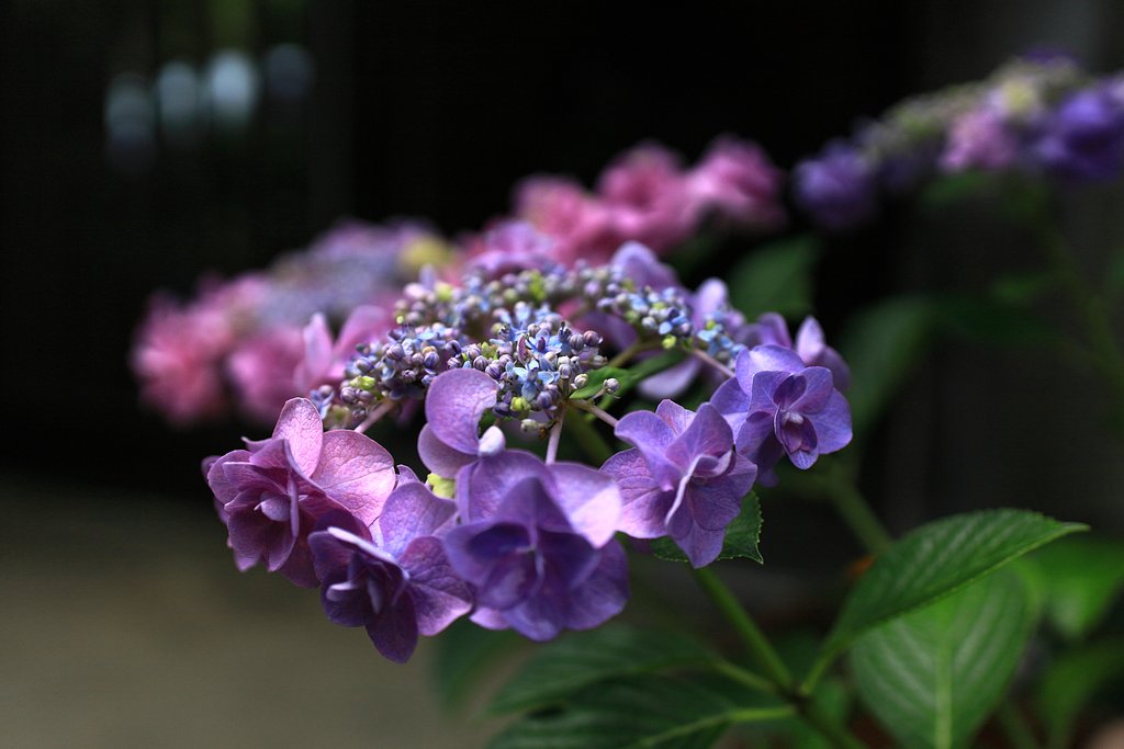 路地裏の紫陽花