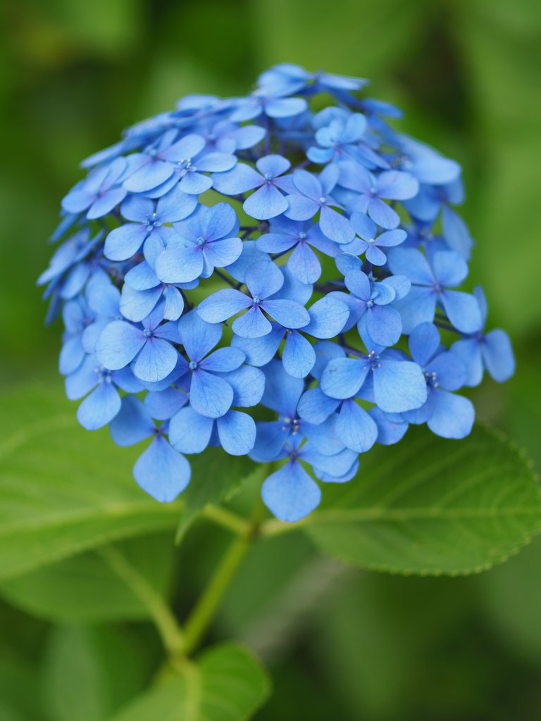 露間の華やぎ