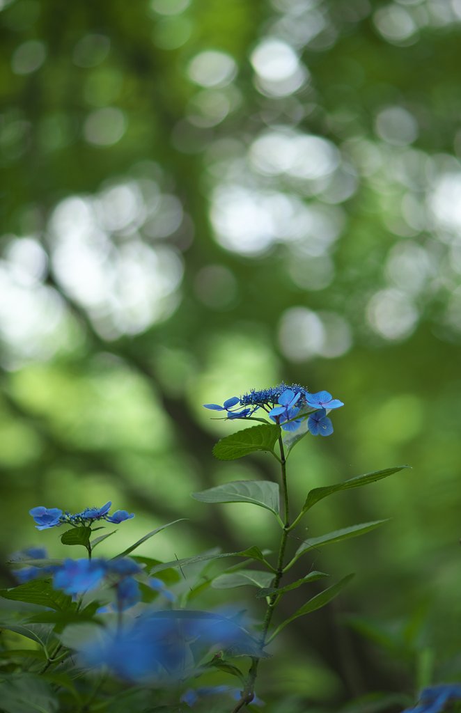 額紫陽花