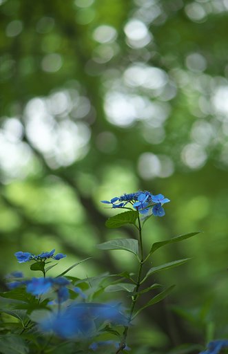 額紫陽花