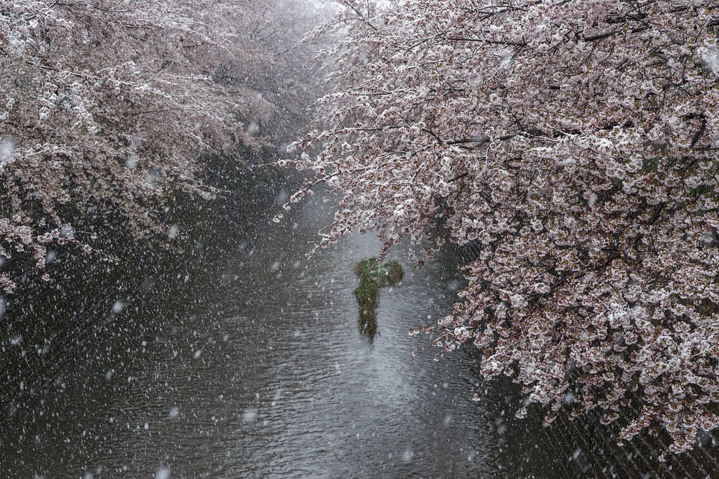 凍える花びら