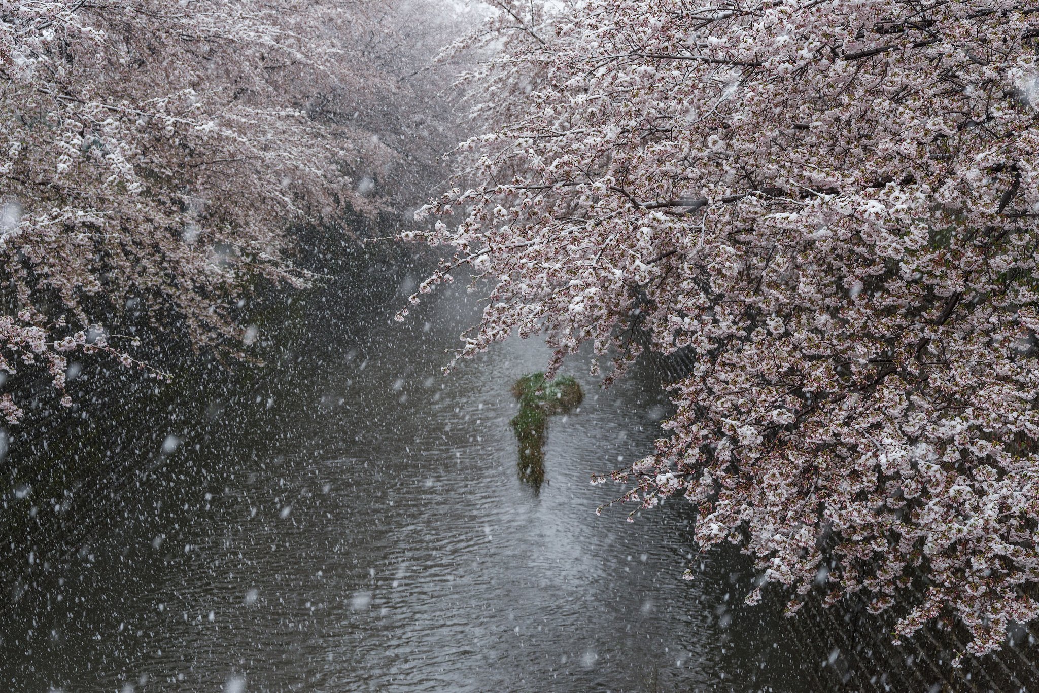 凍える花びら