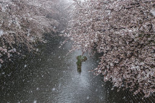 凍える花びら
