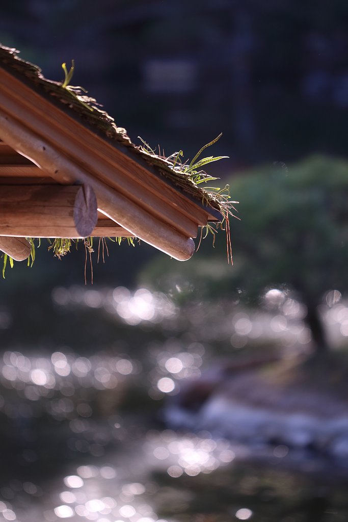 縮景園・玉ボケ