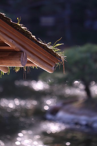 縮景園・玉ボケ