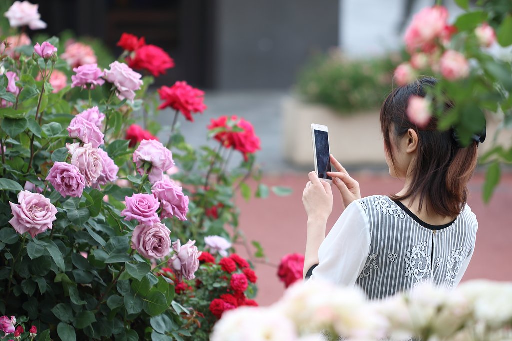 薔薇の花咲くサービスエリア
