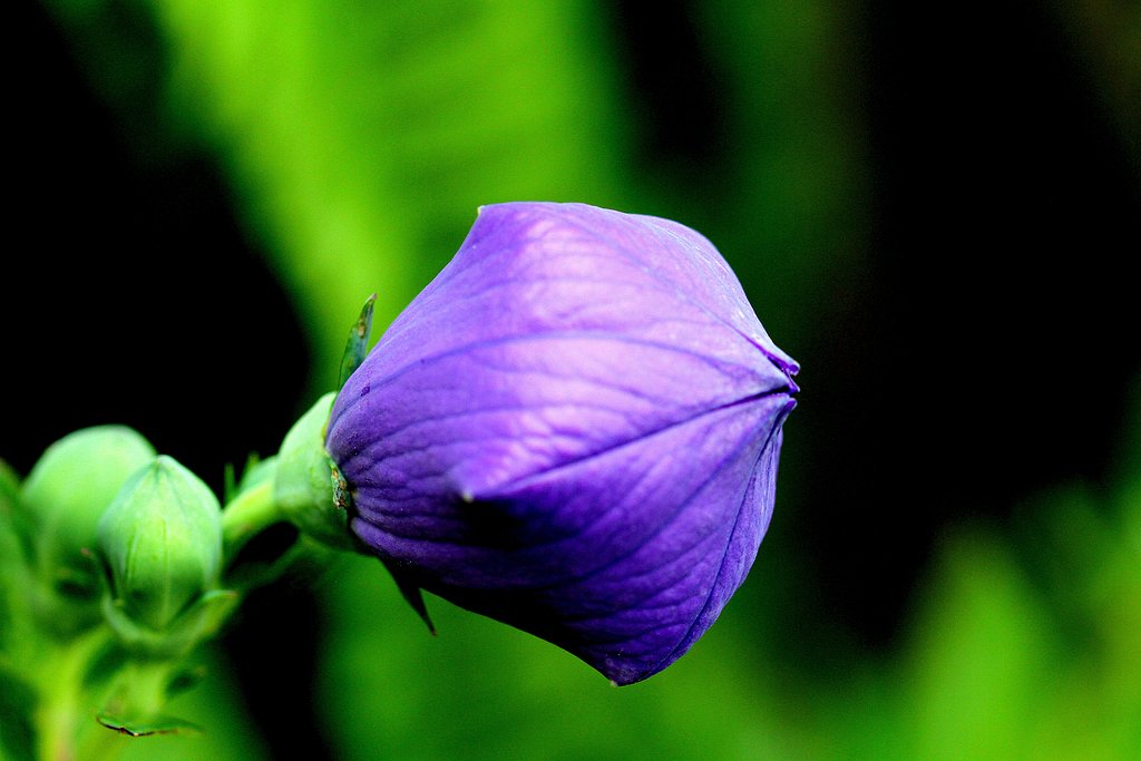 好みの色の花の蕾