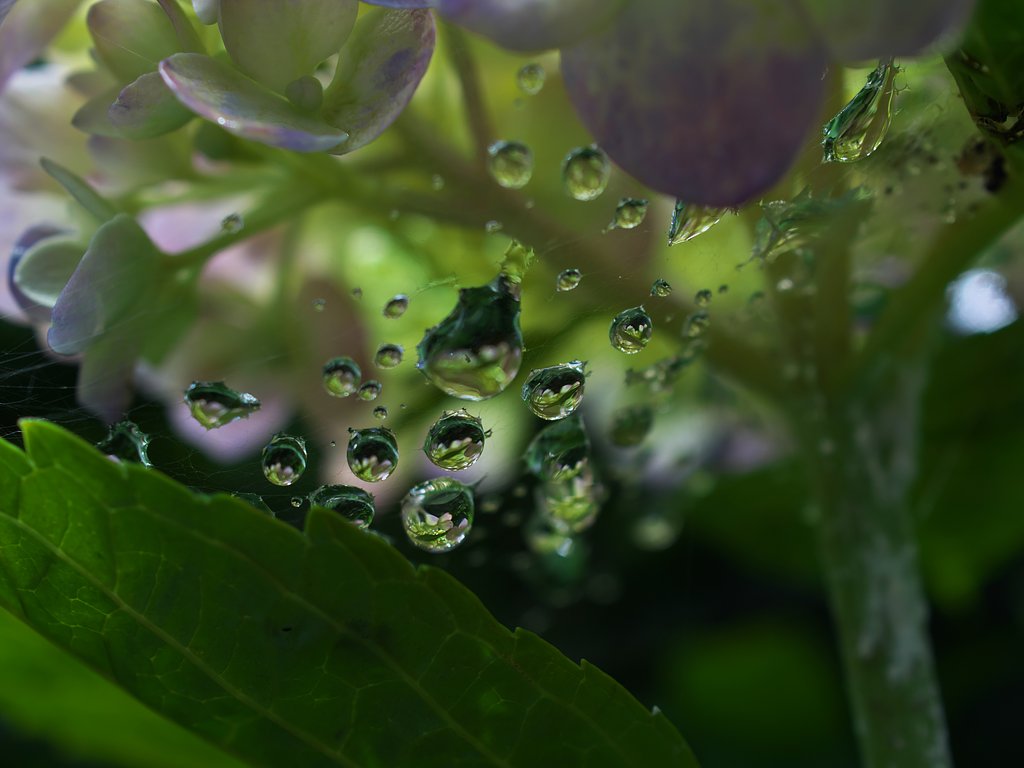 雨しずく