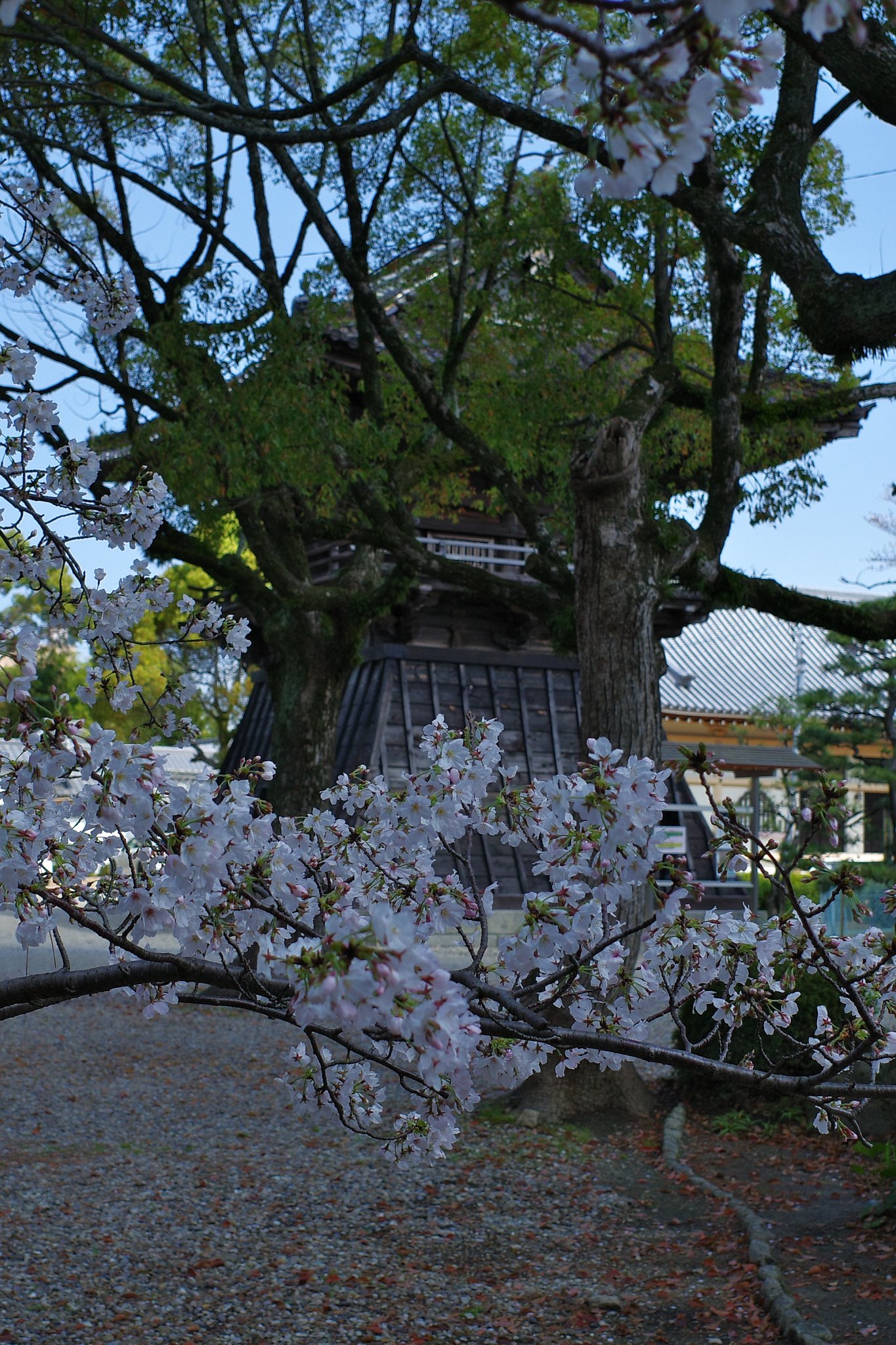 付属レンズ