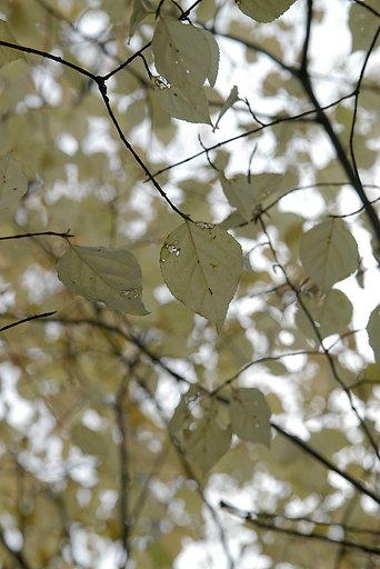 白い紅葉