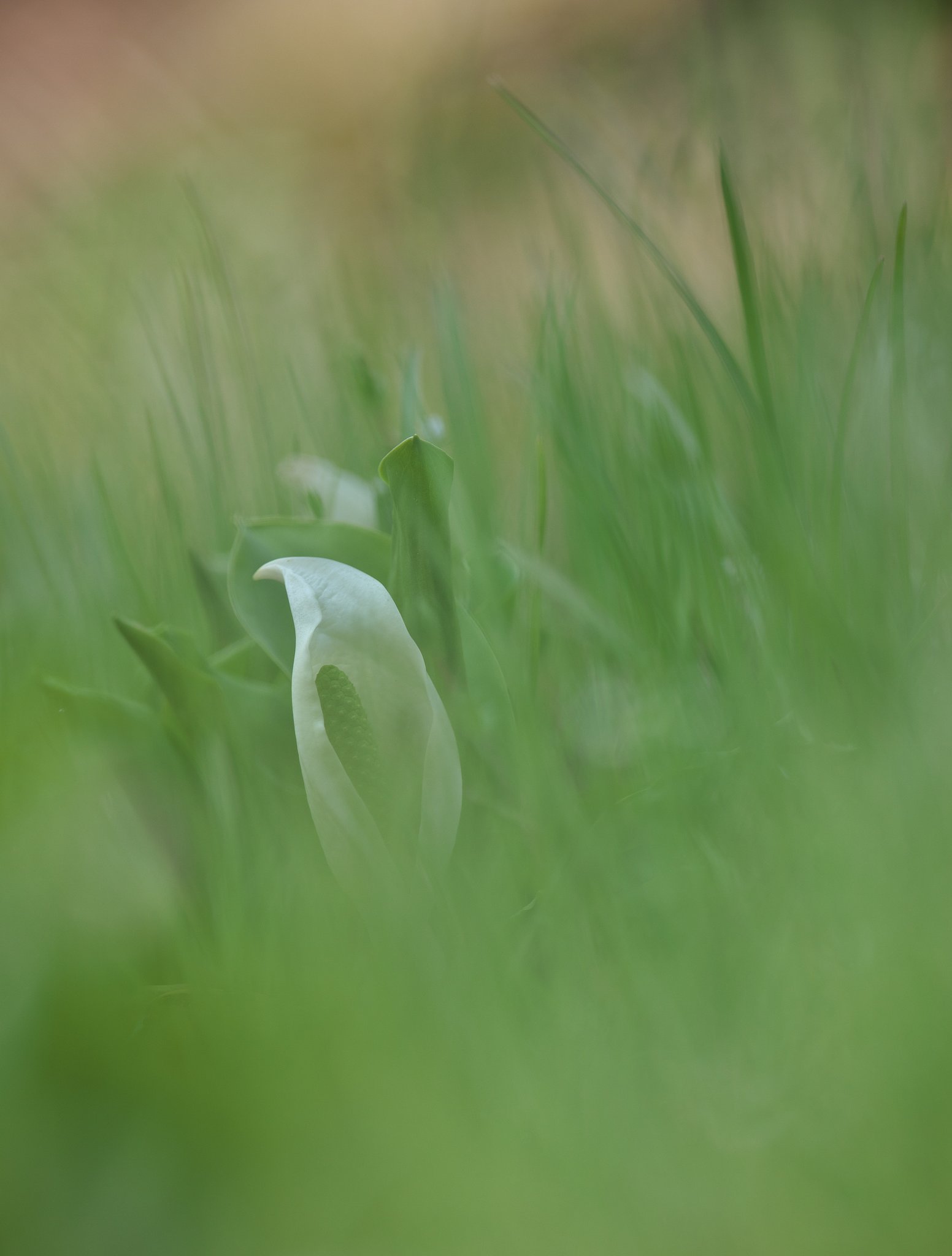 水芭蕉