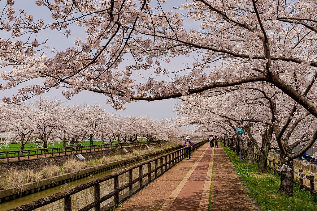 【はな】桜道散策