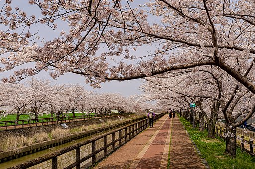 【はな】桜道散策