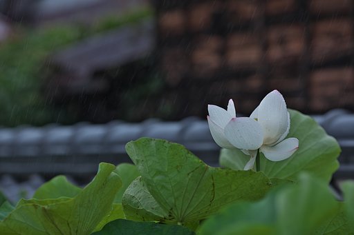 雨蓮１