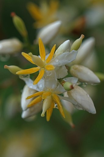ナンテンの花