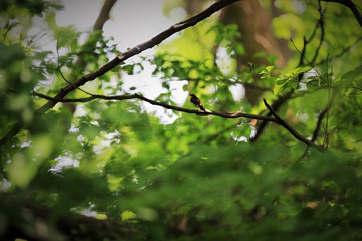 【生き物景色】キビタキ（証拠写真）