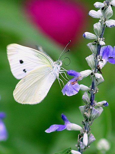 好みの色の花に蝶が留まりました。