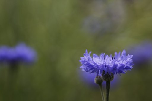 Tamron 90mm f2.8 macro 172E