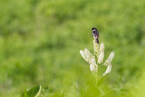コバイケイソウにノビタキ
